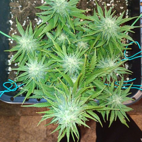 Northen light automatic RQS growlog timeline photo