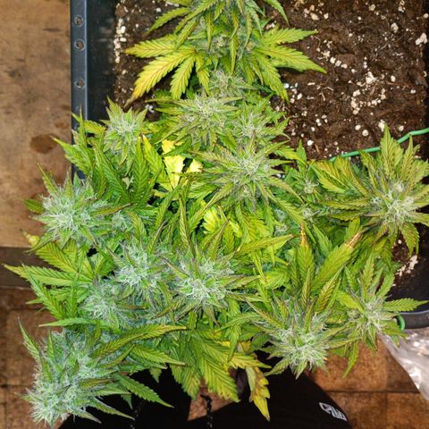 Quick One growlog timeline photo
