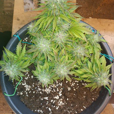 Quick One growlog timeline photo
