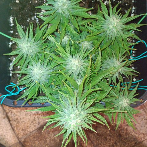 Northen light automatic RQS growlog timeline photo