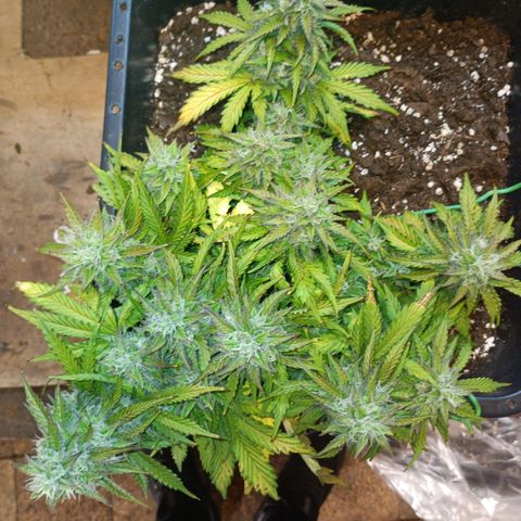 Quick One growlog timeline photo