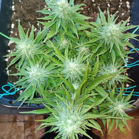 Northen light automatic RQS growlog timeline photo