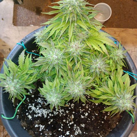 Quick One growlog timeline photo