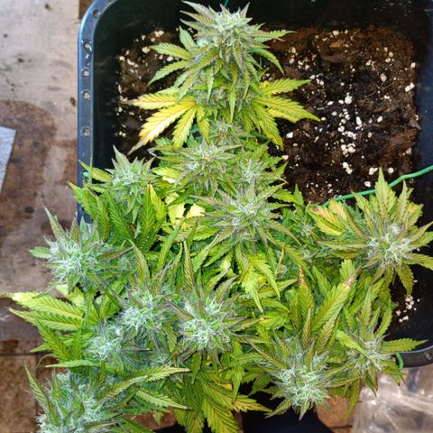 Quick One growlog timeline photo