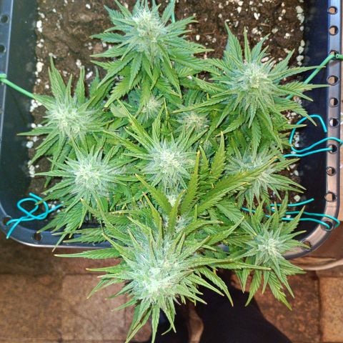 Northen light automatic RQS growlog timeline photo