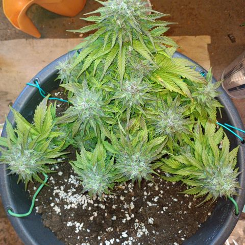 Quick One growlog timeline photo