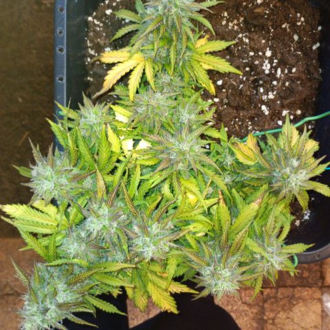 Quick One growlog timeline photo
