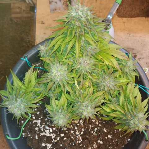 Quick One growlog timeline photo