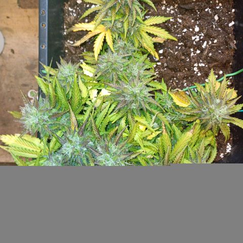 Quick One growlog timeline photo