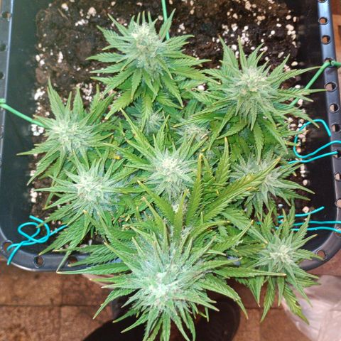 Northen light automatic RQS growlog timeline photo