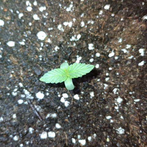 Watermelon Zkittlez Auto growlog timeline photo