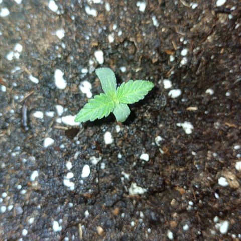 Watermelon Zkittlez Auto growlog timeline photo