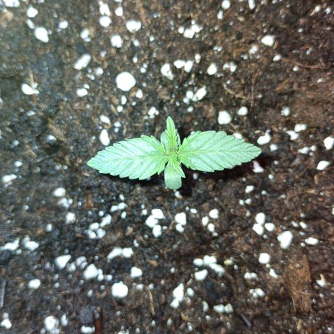 Watermelon Zkittlez Auto growlog timeline photo