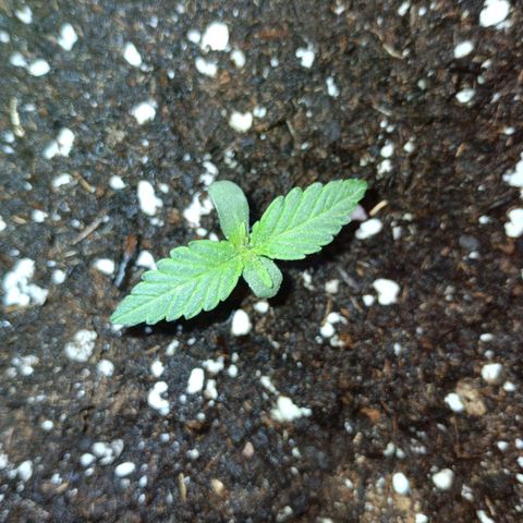 Watermelon Zkittlez Auto growlog timeline photo