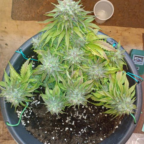 Quick One growlog timeline photo