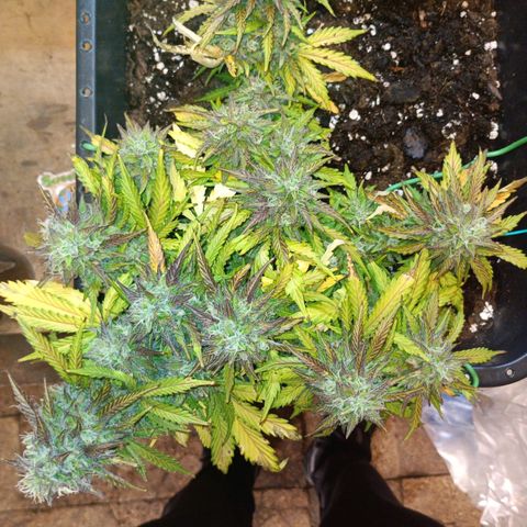 Quick One growlog timeline photo