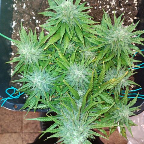 Northen light automatic RQS growlog timeline photo