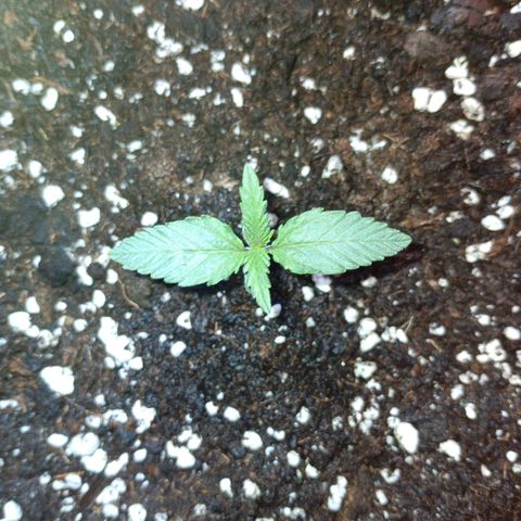 Watermelon Zkittlez Auto growlog timeline photo