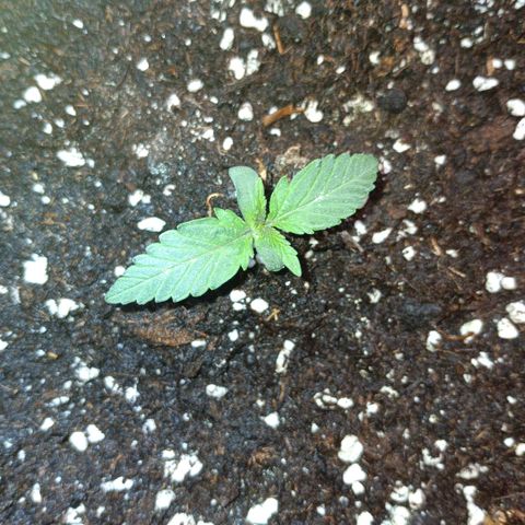 Watermelon Zkittlez Auto growlog timeline photo