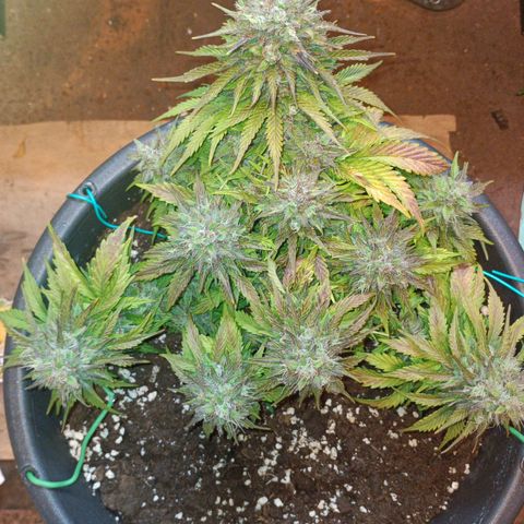 Quick One growlog timeline photo