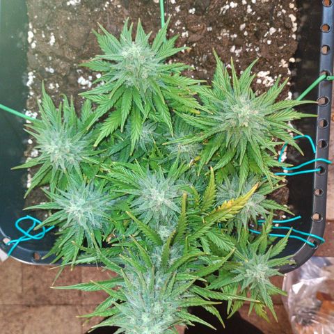 Northen light automatic RQS growlog timeline photo