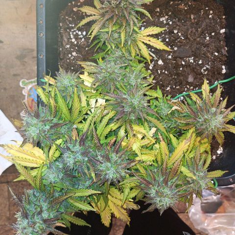 Quick One growlog timeline photo