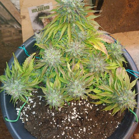 Quick One growlog timeline photo