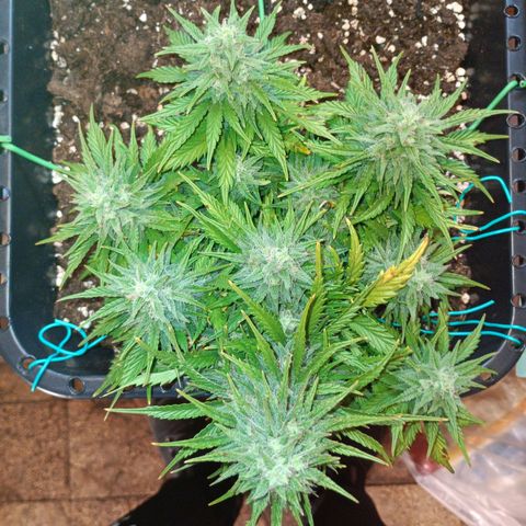 Northen light automatic RQS growlog timeline photo