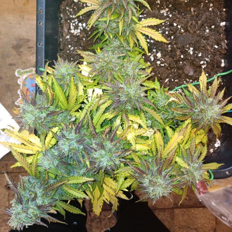 Quick One growlog timeline photo