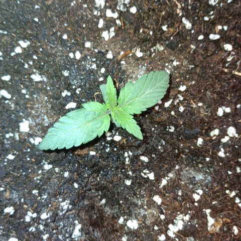 Watermelon Zkittlez Auto growlog timeline photo