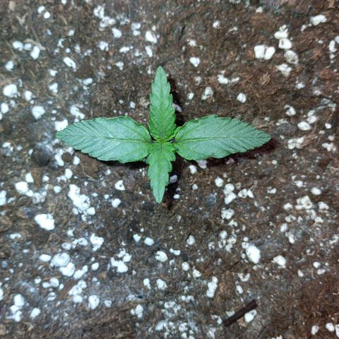 Watermelon Zkittlez Auto growlog timeline photo