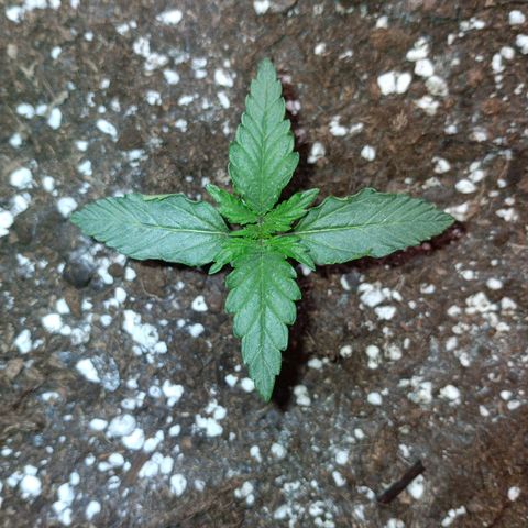 Watermelon Zkittlez Auto growlog timeline photo