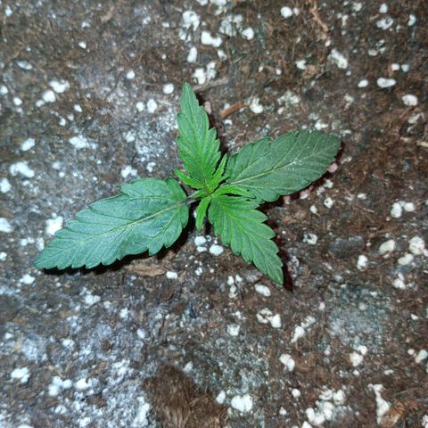 Watermelon Zkittlez Auto growlog timeline photo