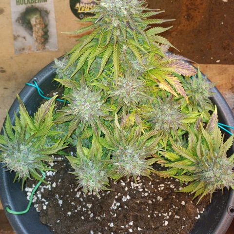 Quick One growlog timeline photo