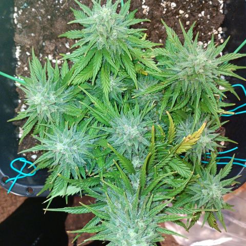 Northen light automatic RQS growlog timeline photo