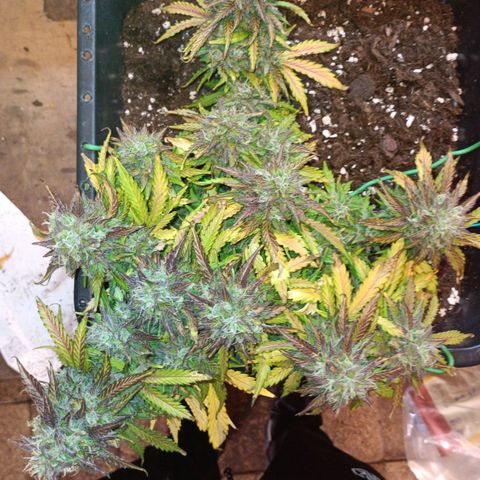 Quick One growlog timeline photo