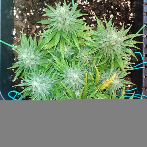 Northen light automatic RQS growlog timeline photo