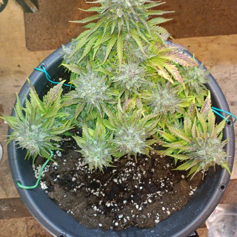 Quick One growlog timeline photo