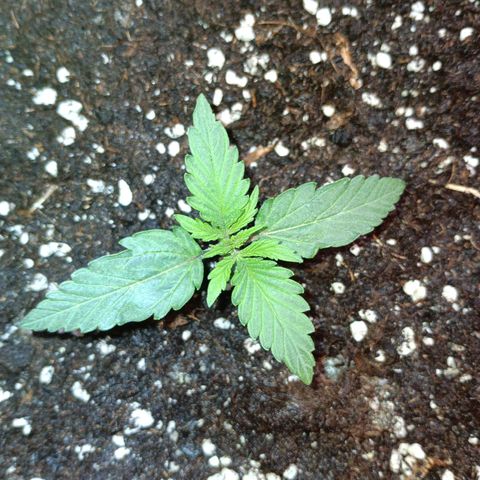 Watermelon Zkittlez Auto growlog timeline photo