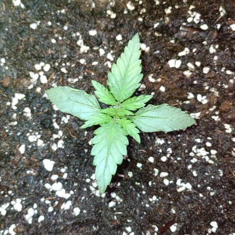 Watermelon Zkittlez Auto growlog timeline photo