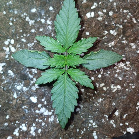 Watermelon Zkittlez Auto growlog timeline photo
