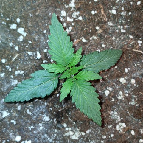 Watermelon Zkittlez Auto growlog timeline photo