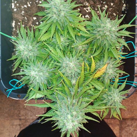 Northen light automatic RQS growlog timeline photo