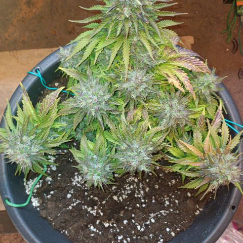 Quick One growlog timeline photo