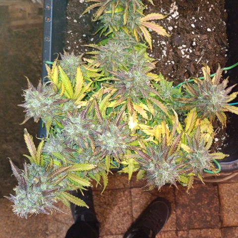 Quick One growlog timeline photo