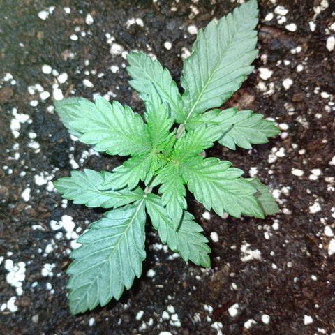 Watermelon Zkittlez Auto growlog timeline photo