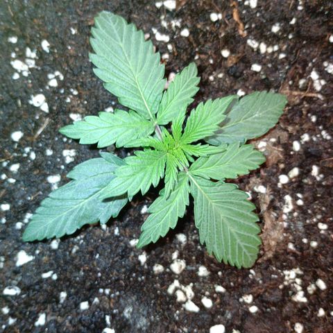 Watermelon Zkittlez Auto growlog timeline photo