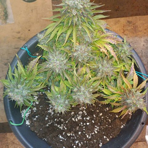 Quick One growlog timeline photo
