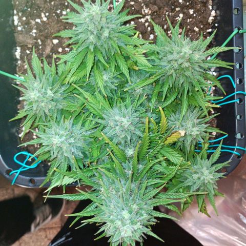 Northen light automatic RQS growlog timeline photo