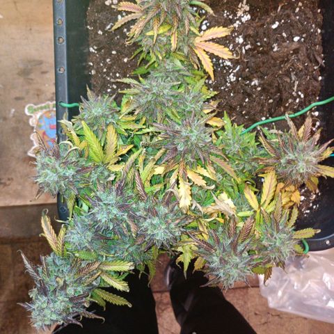 Quick One growlog timeline photo